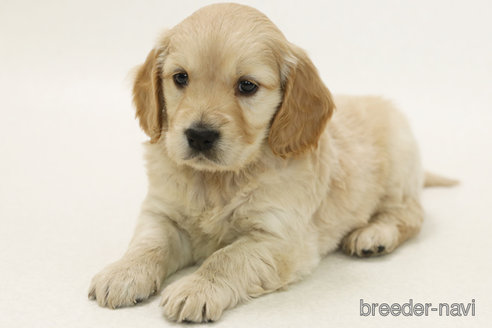 販売中の神奈川県のミックス犬-374600の2枚目